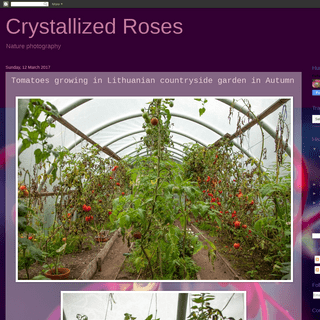 Crystallized Roses