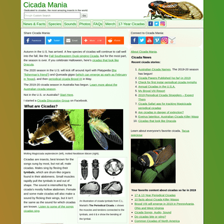 Cicada Insect News, Facts, Life Cycle, Photos & Sounds | Cicada Mania