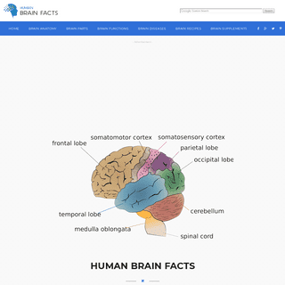 A complete backup of humanbrainfacts.org