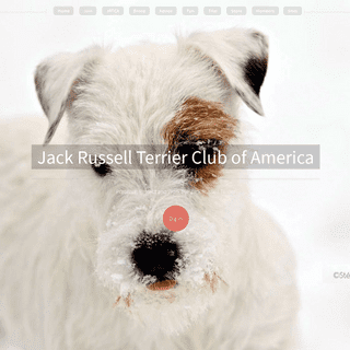 Jack Russell Terrier Club of America JRTCA - National Breed Club and Registry
