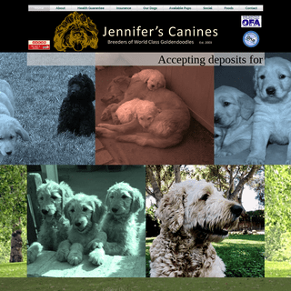 Jennifers Canines Goldendoodle Breeder Home