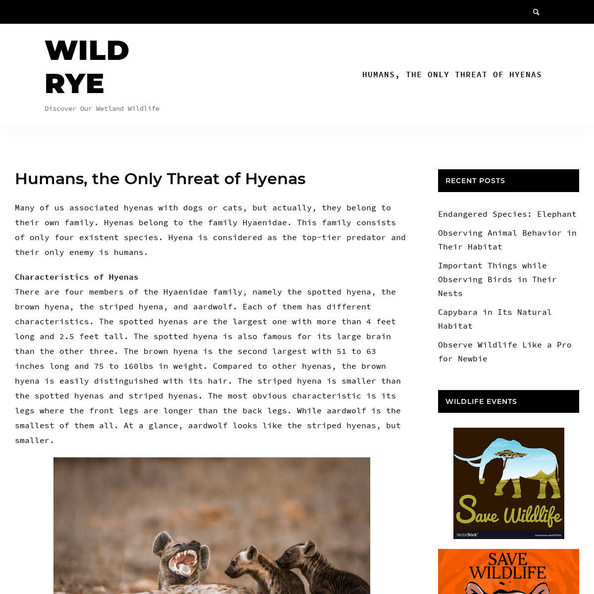 Wild Rye – Discover Our Wetland Wildlife
