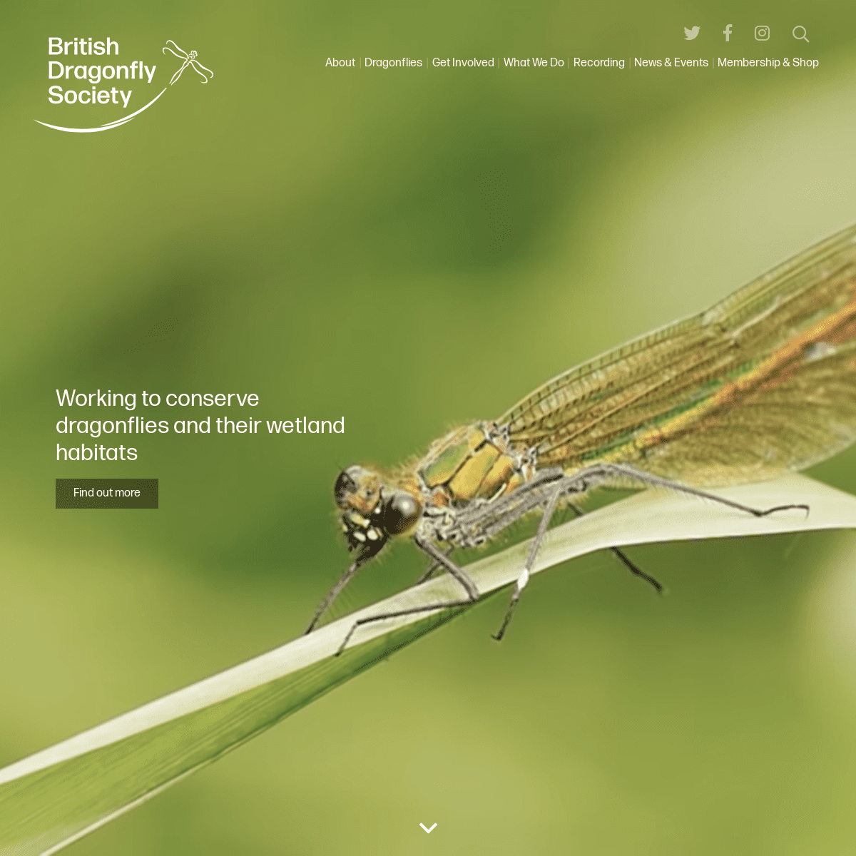 British Dragonfly Society - British Dragonfly Society