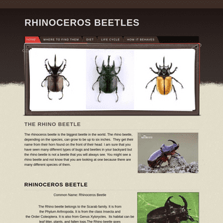 Rhinoceros Beetles - Home