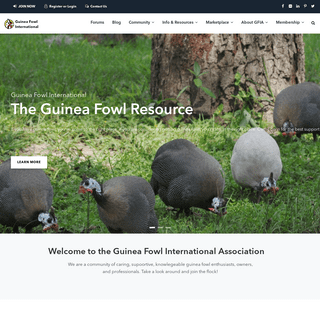 A complete backup of guineas.com