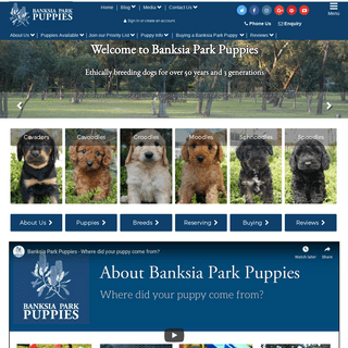   Home  | Banksia Park Puppies