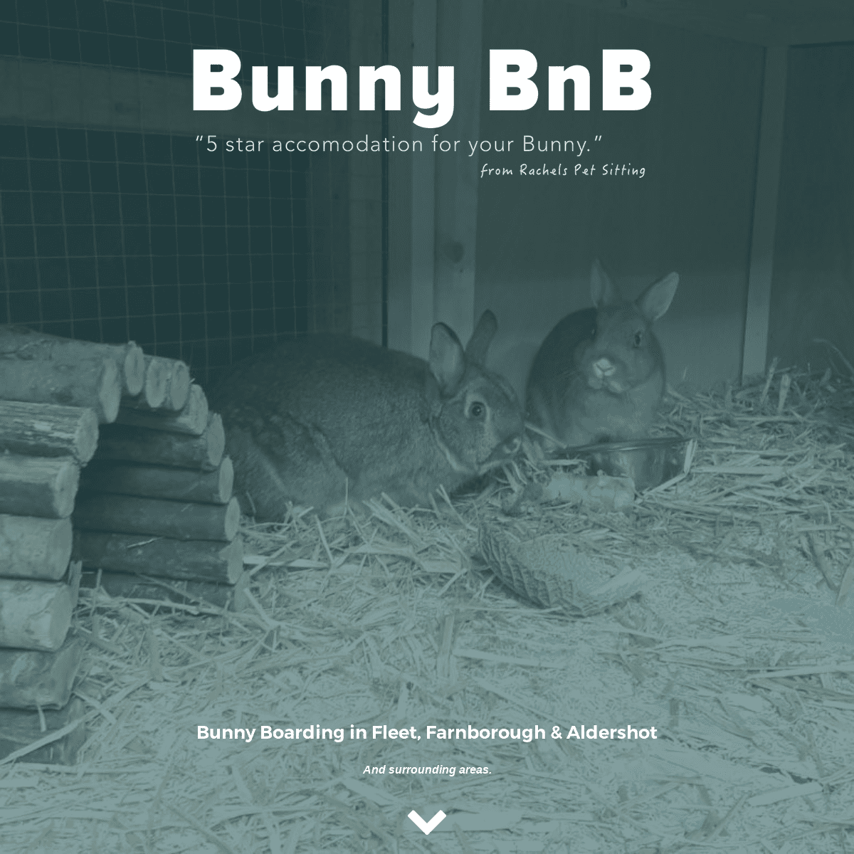 Bunny BnB | Bunny Boarding Fleet, Farnborough & Aldershot