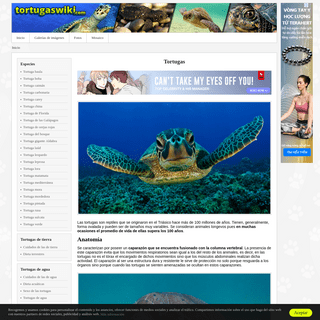 Tortugas: guía de especies, información básica, fotos y dibujos.