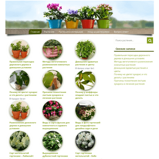 Dom Florista — Правила ухода за домашними растениями