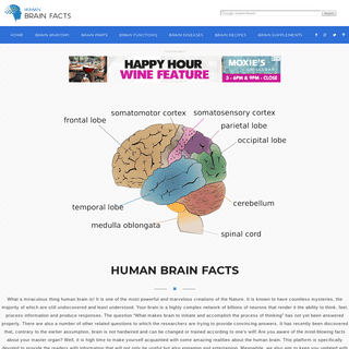 Human Brain Facts about Parts etc - HumanBrainFacts.org