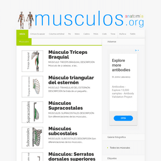 A complete backup of musculos.org