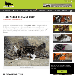 Maine Coon EspaÃ±a - Comunidad web de la raza de gatos MCO