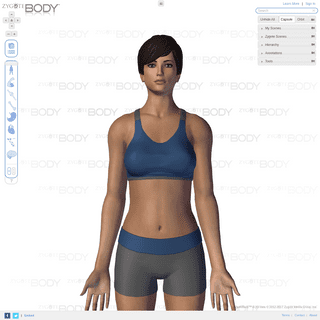 Zygote Body 3D Anatomy Online Visualizer - Human Anatomy 3D