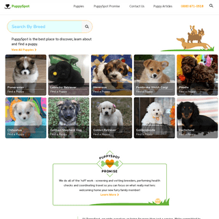 A complete backup of buypuppiesdirect.com