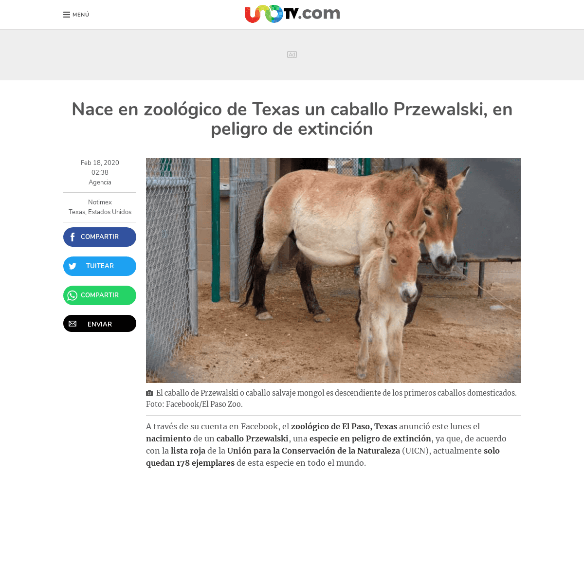 A complete backup of www.unotv.com/noticias/portal/internacional/detalle/nace-en-zoologico-de-texas-un-caballo-przewalski-en-pel