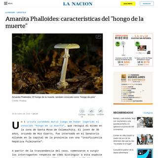 Amanita Phalloides- caracterÃ­sticas del -hongo de la muerte- - LA NACION