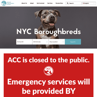 A complete backup of nycacc.org
