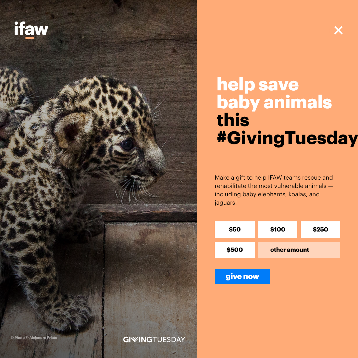 A complete backup of ifaw.org