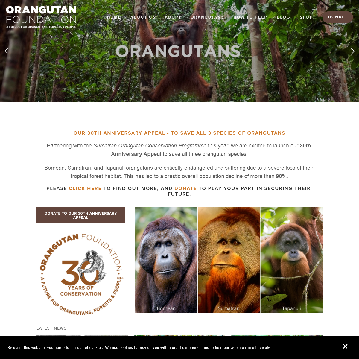 A complete backup of orangutan.org.uk