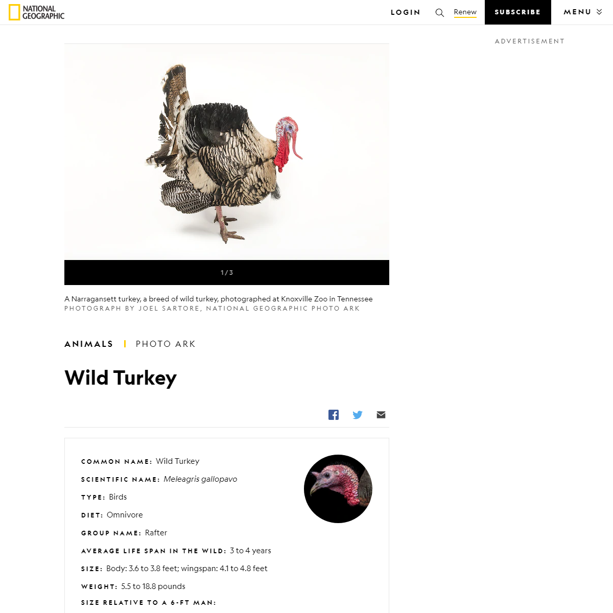 A complete backup of https://www.nationalgeographic.com/animals/birds/facts/wild-turkey