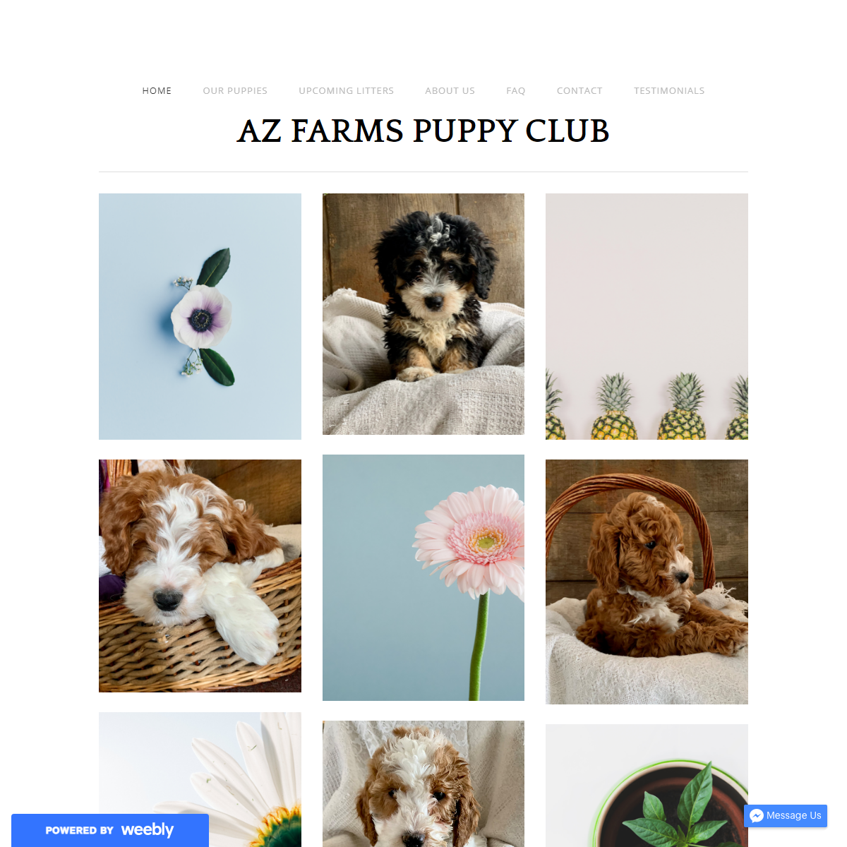 A complete backup of https://azfarmpuppies.weebly.com/
