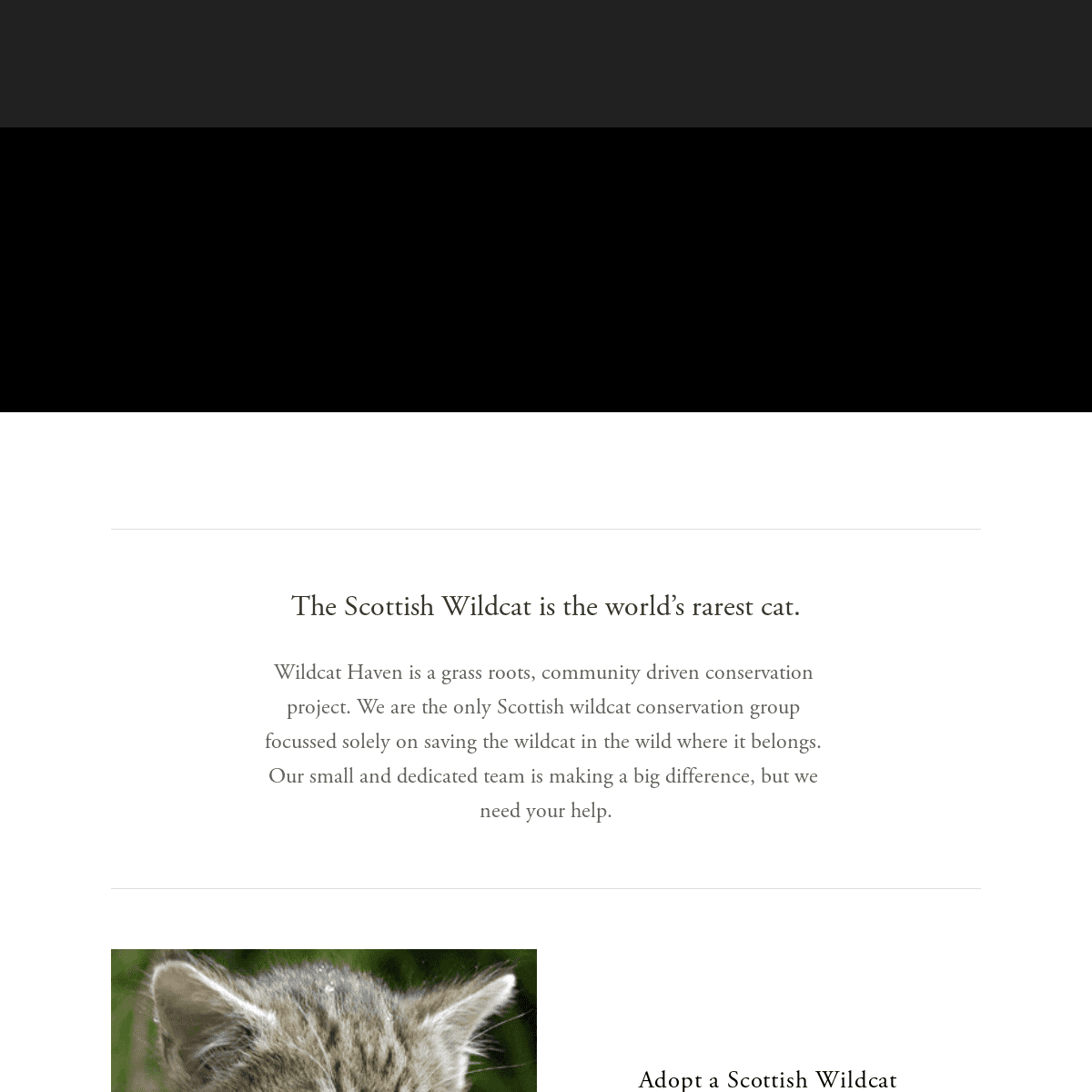 A complete backup of https://wildcathaven.com