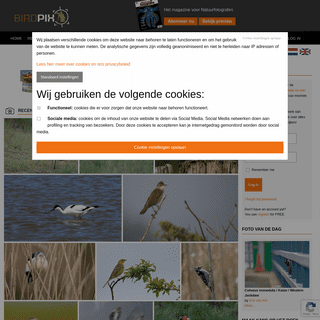 Birdpix.nl -- Vogelfoto`s online en vogelfotografie site + forum - Bird pictures online and bird photography site + forum